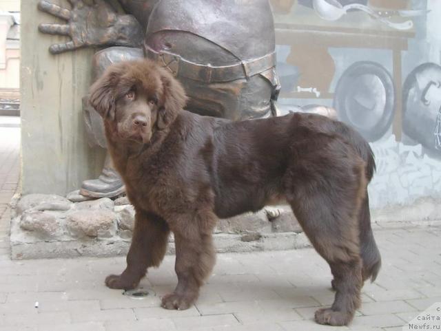 Фото: ньюфаундленд Красота Чистого Золота