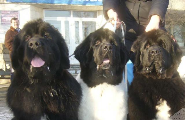 Фото: ньюфаундленд Супер Бизон Анталия, ньюфаундленд Супер Бизон Арго (Super Bizon Argo), ньюфаундленд Супер Бизон Армани (Super Bizon Armani)