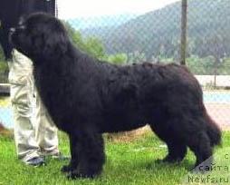 Фото: ньюфаундленд Ермак Вялiкi Мядзведзь (Ermak Vialiki Miadzvedz)