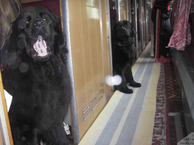 Фото: ньюфаундленд Норт Фэйс Лаванда