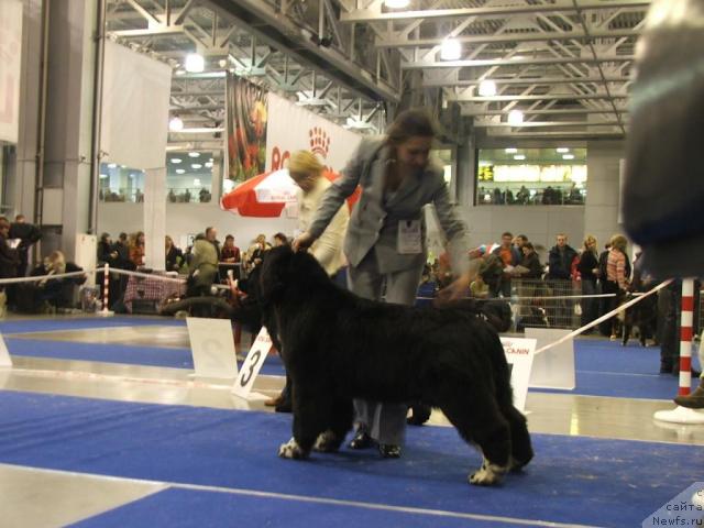 Фото: ньюфаундленд Fairweathers Mary Jane