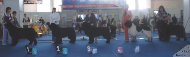 Фото: ньюфаундленд Армани Империал, ньюфаундленд Фаворит Никас из Медвежьего Яра (Favorite Nika's iz Medvejyego Yara), ньюфаундленд King of Helluland Viking, ньюфаундленд Супер Бизон Арго (Super Bizon Argo), ньюфаундленд Супер Премиум Брабус