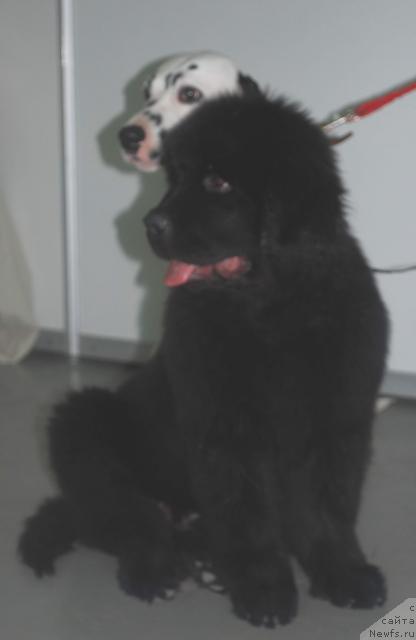 Фото: ньюфаундленд Их Высочество Балу Маг Дженирал