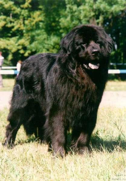 Фото: ньюфаундленд Смигар Отсан (Smigar Otsan)