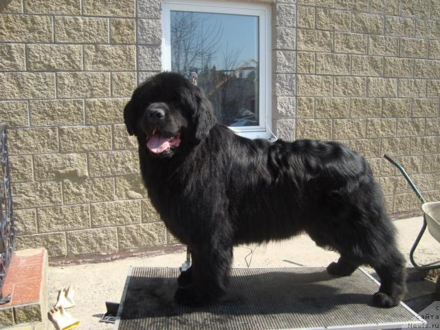 Фото: ньюфаундленд Зорро (Zorro)