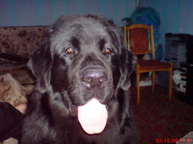 Фото: ньюфаундленд Великий Медведь Загадка