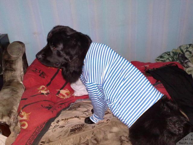 Фото: ньюфаундленд Великий Медведь Загадка