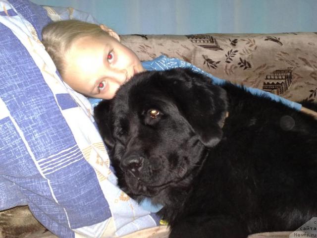 Фото: ньюфаундленд Великий Медведь Загадка