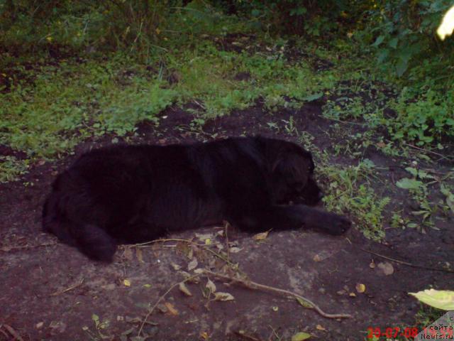 Фото: ньюфаундленд Великий Медведь Загадка