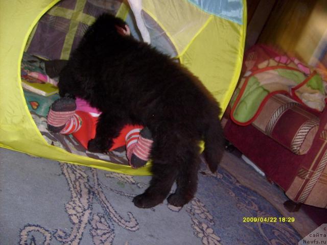 Фото: ньюфаундленд Ласкун Лунный Поцелуй