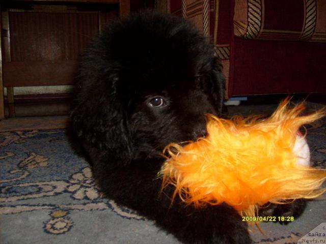 Фото: ньюфаундленд Ласкун Лунный Поцелуй