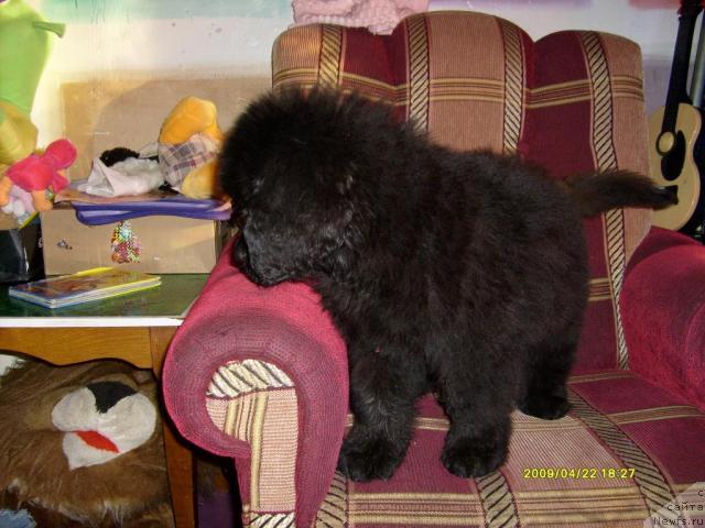 Фото: ньюфаундленд Ласкун Лунный Поцелуй