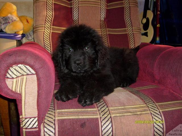 Фото: ньюфаундленд Ласкун Лунный Поцелуй