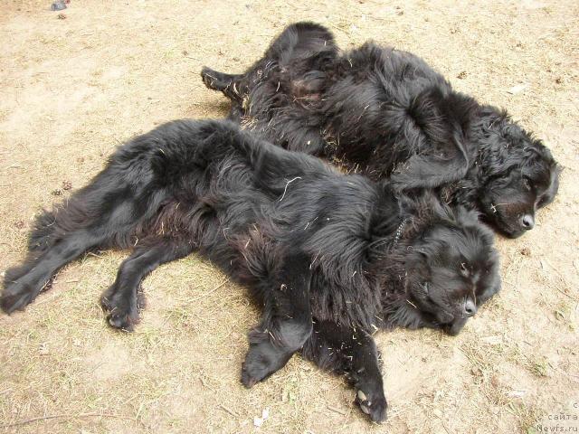 Фото: ньюфаундленд Черномор из Медвежьего Яра (Chernomor  iz Medvejyego Yara), Вася (Уайс Уолрас) вл. Филатов А.