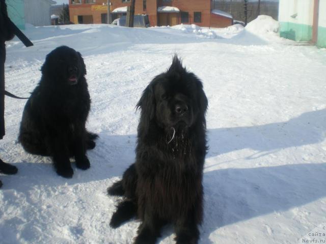 Фото: ньюфаундленд Черномор из Медвежьего Яра (Chernomor  iz Medvejyego Yara), Вася