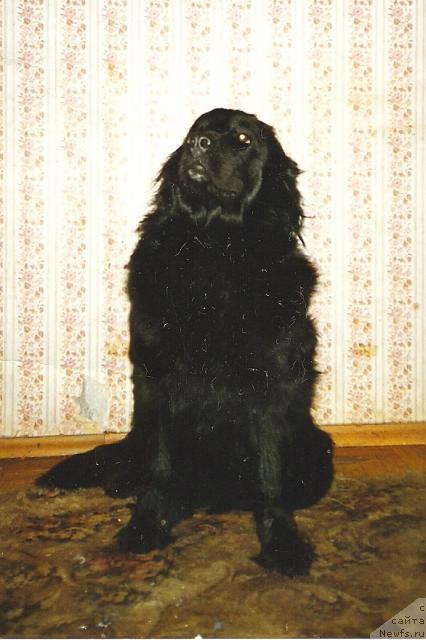 Фото: ньюфаундленд Эммилия ЭРСо