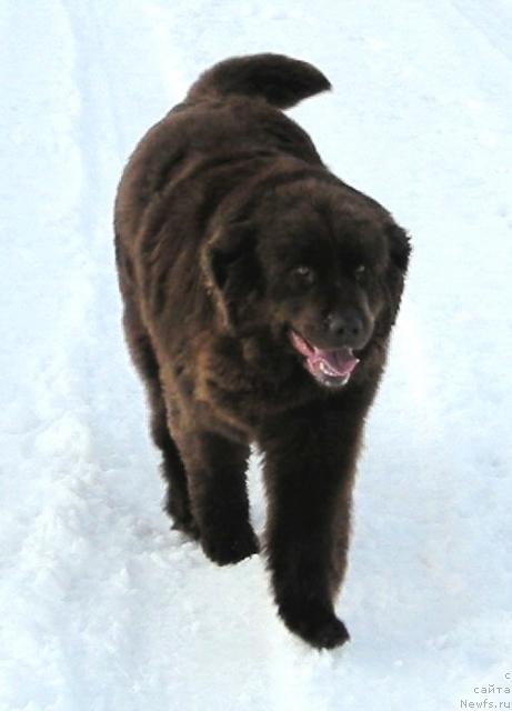 Фото: ньюфаундленд Старди