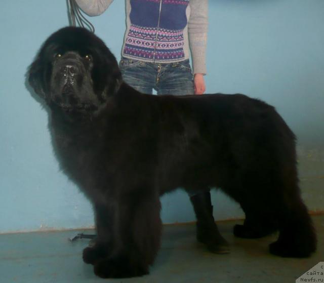 Фото: ньюфаундленд Жемчужная Фантазия из Медвежьего Яра (Zhemchuzhnaya Fantazia iz Medvejyego Yara)