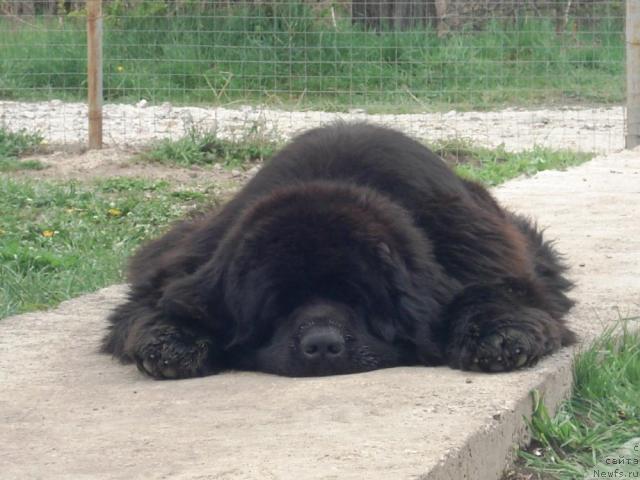 Фото: ньюфаундленд King of Helluland Choose Me