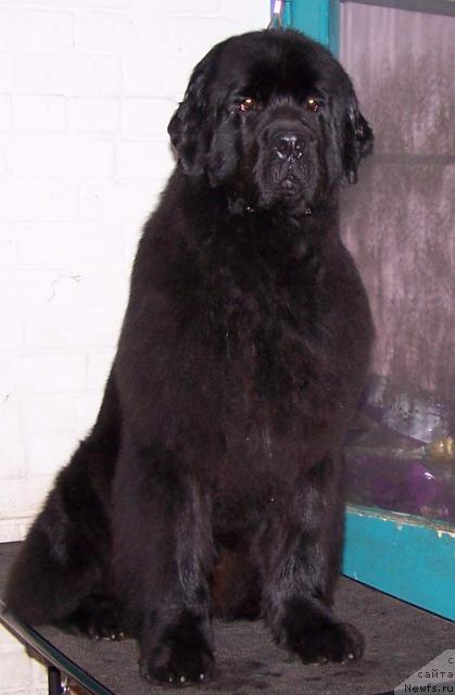 Фото: ньюфаундленд Деметра из Медвежьего Яра