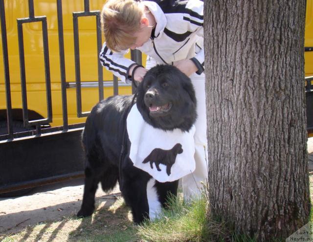 Фото: ньюфаундленд Полярная Ночка, Валентина Степанова