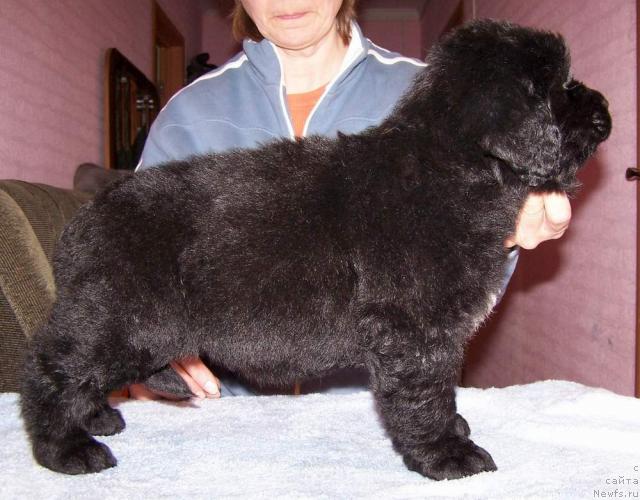 Фото: ньюфаундленд Акватория Келвин Ивари