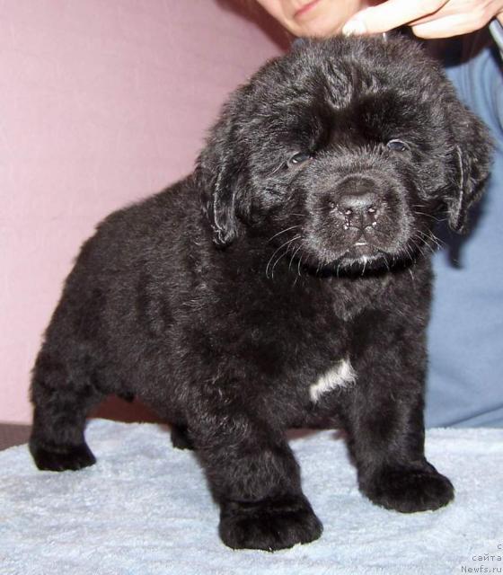 Фото: ньюфаундленд Акватория Келвин Инсайдер