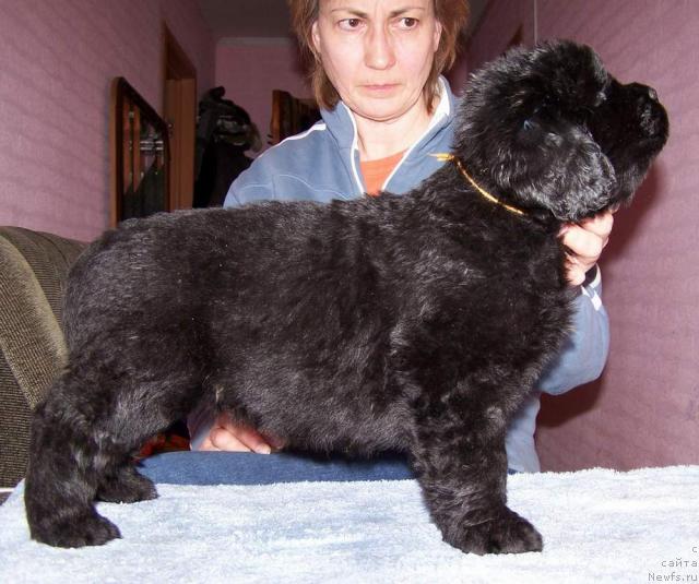 Фото: ньюфаундленд Акватория Келвин Инспирит Лайф (Aquatoriya Kelvin Inspirit Life)