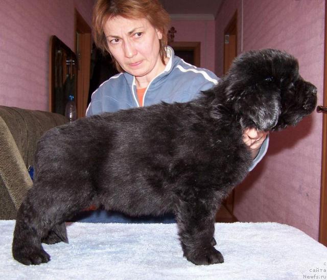 Фото: ньюфаундленд Акватория Келвин Импресса (Aquatoriya Kelvin Impressa)