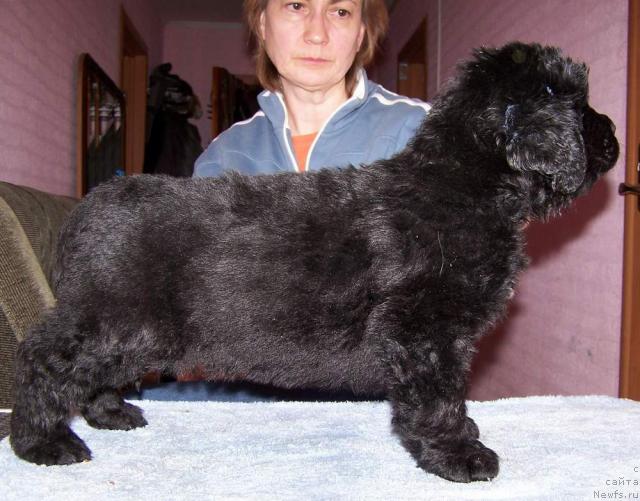 Фото: ньюфаундленд Акватория Келвин Интегра