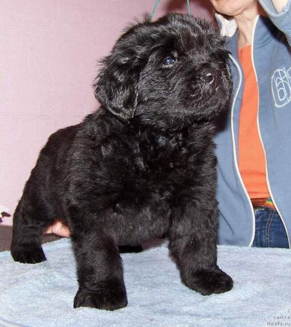 Фото: ньюфаундленд Акватория Келвин Индиана Джонс