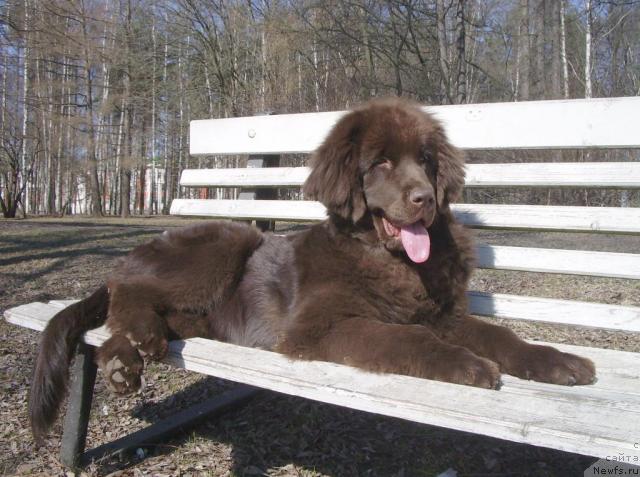 Фото: ньюфаундленд Красота Чистого Золота