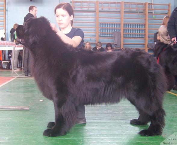 Фото: ньюфаундленд Арх Бьюти Очень Важная Персона, Анастасия Мищенко