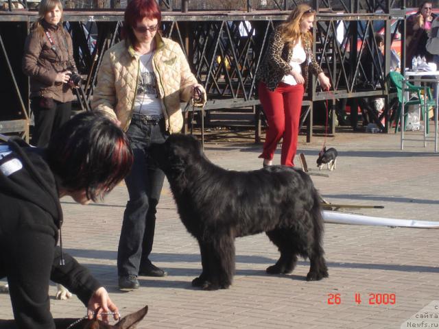 Фото: ньюфаундленд Смигар Осенняя Сказка