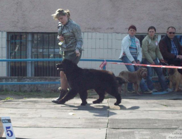 Фото: ньюфаундленд К-Леди Тиамо (K-Ledy Tiamo), Алена Григорьева