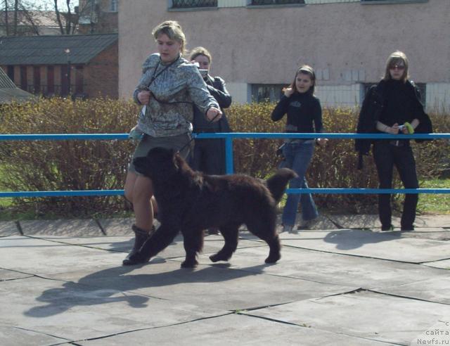 Фото: ньюфаундленд К-Леди Тиамо (K-Ledy Tiamo), Алена Григорьева