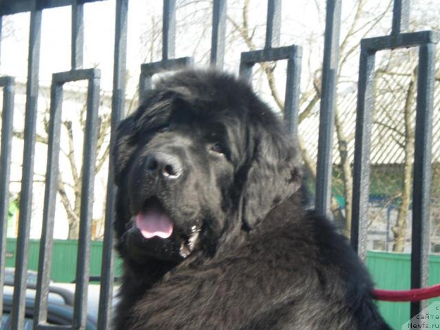 Фото: ньюфаундленд Кенни