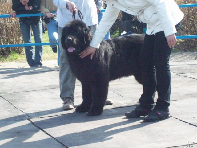 Фото: ньюфаундленд Кенни