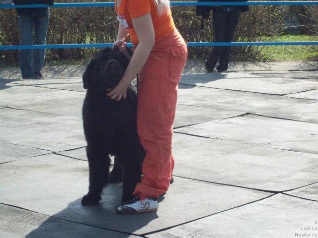 Фото: ньюфаундленд Полночная Звезда, Анна Портнякова