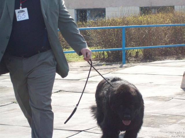 Фото: ньюфаундленд Зорро (Zorro)