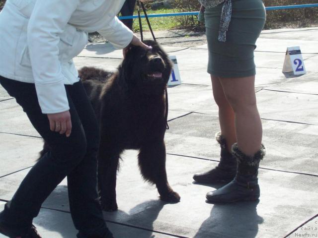 Фото: ньюфаундленд К-Леди Тиамо (K-Ledy Tiamo), Алена Григорьева