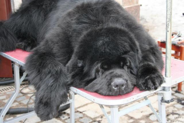 Фото: ньюфаундленд King of Helluland Valmont