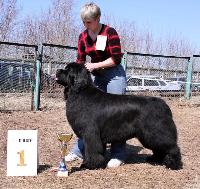 Фото: ньюфаундленд Казанова Большой Друг, Нина Базулина