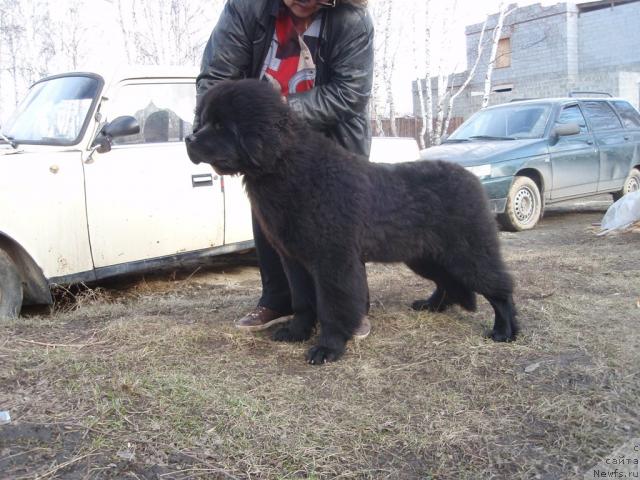 Фото: ньюфаундленд Кудесник Звездный