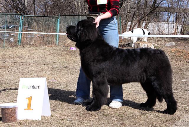 Фото: ньюфаундленд Giacomo vom Darius Land