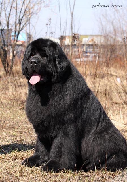 Фото: ньюфаундленд Казанова Большой Друг