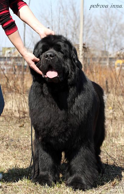 Фото: ньюфаундленд Казанова Большой Друг