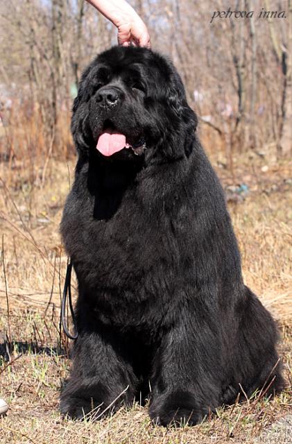 Фото: ньюфаундленд Казанова Большой Друг