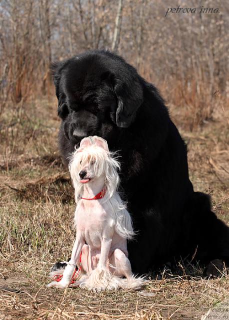 Фото: ньюфаундленд Жемчуг Гранд из Уникальной Коллекции