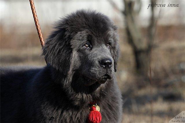 Фото: ньюфаундленд Дюрбахлер Клаб Альфаретта Виньетта